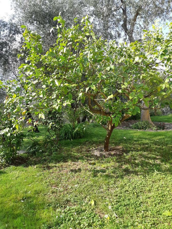 Casa Vacanze Ester Brenzone sul Garda Buitenkant foto